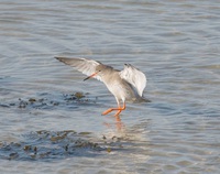 Zeeland is an important Bird area in Europ