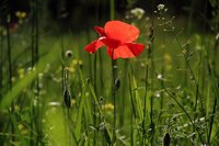 met onze tuinen kan bijna 10% of 130.000 ha ingezet worden voor meer biodiversiteit