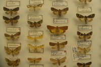 Insekten