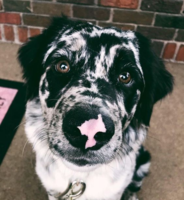 kép: dogtime.com