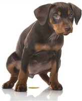 kép: pinterest.com