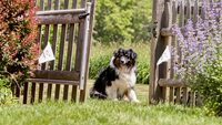 kép:dogwatch.com