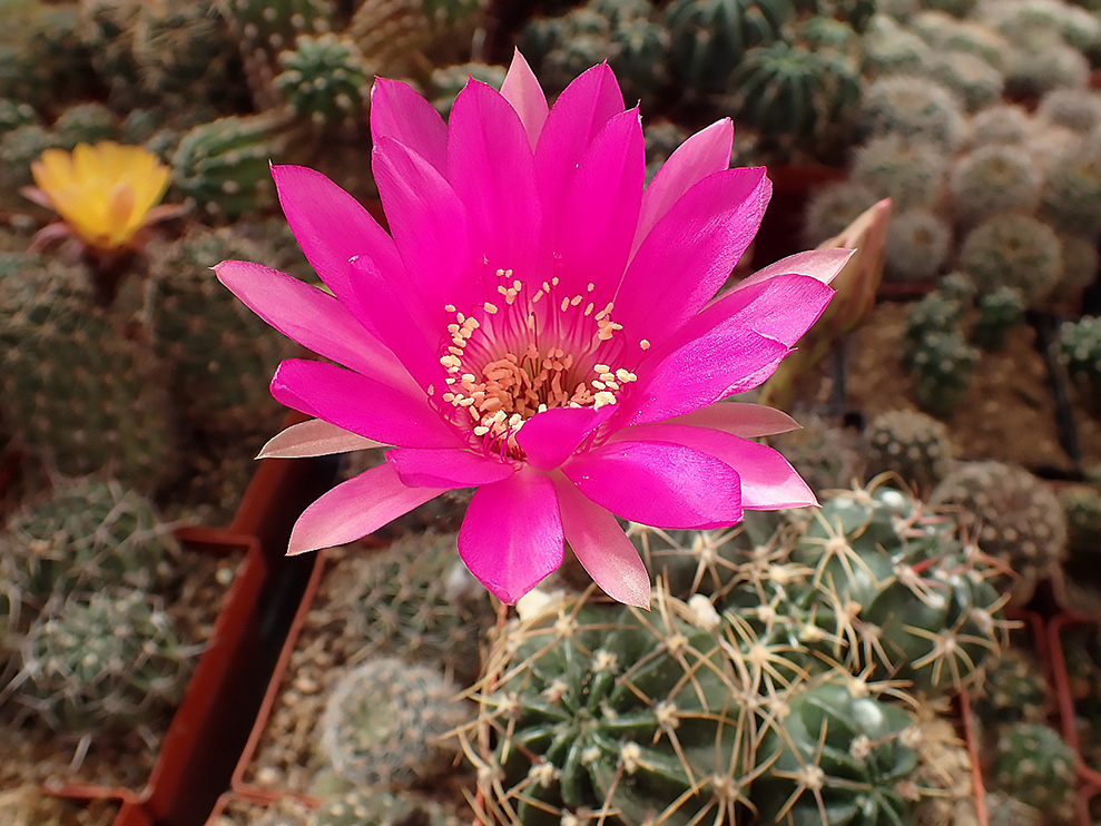 Lobivia cardenasiana :: Kaktusy-sukulenty-masozravky