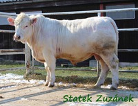 Ceintur ze Statku PP, bezrohý homozygot