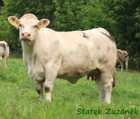 Zuzana ze Statku