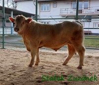 Guilio ze Statku P (Nenufar PP x Baltrap)