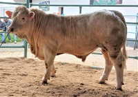Býček kombinace Guetta x Castor, 82 bodů při základním výběru na OPB Osík