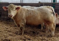 Bezrohý býček kombinace Nenufar PP x Baltrap, 69 bodů při základním výběru u chovatele