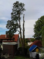 Rizikové kácení lípy nad rodinnými domy.