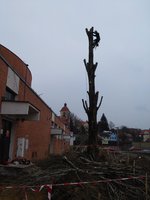 Kácení topolu černého.
