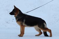Sensen Mann Åriga (omistaja Hanne Kauppinen ja Kim Baggström)