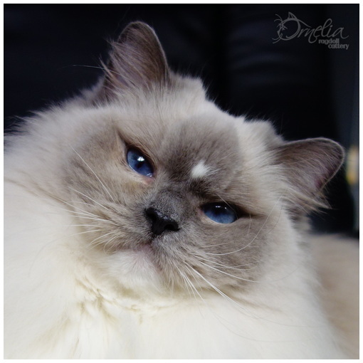Kocky Ornelia Ragdoll