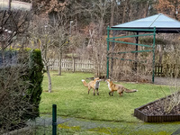 Zwei Füchse, die ums Revier kämpfen ! , Foto von Uwe Zülke, 2022