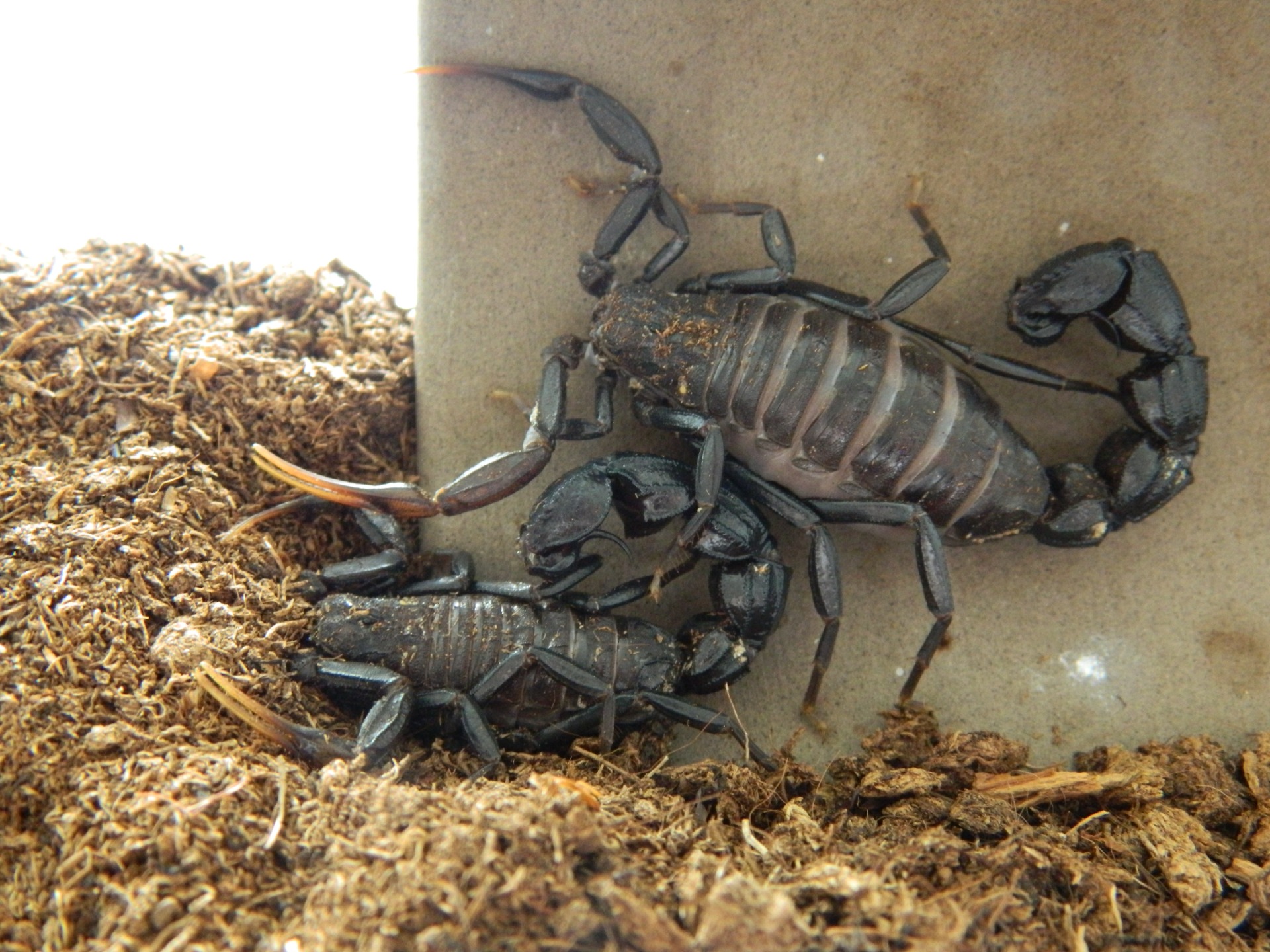 Androctonus bicolor Prodej terarijních zvířat