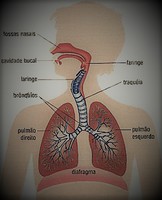 imagem ilustrativa: sistema respiratório com pouco contraste e letras minúsculas
