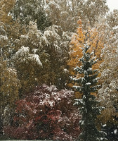 First snow in Onnela