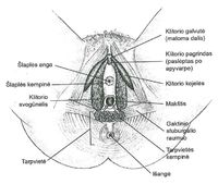 Klitorius - pasislėpęs organas