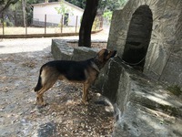 Sorgiva forestale