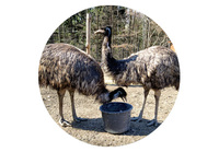 Emu hnědý