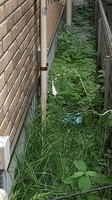 2020年7月ネコの手草刈・草むしり