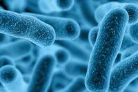 Legionella baktérium