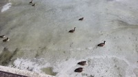 Nincsenek belefagyva a vízbe,-- bennük is kanadai vér csordogál ;)