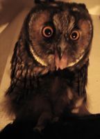 Hedwig als erwachsene Eule.