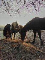 Ernährungsverhalten