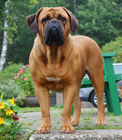 West Giant's Beyla "Ingela"