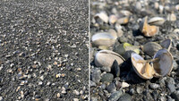 Conchas abiertas de almejas en una playa del canal Hood, el estado de Washington, EE.UU. Instagram @hamahamaoysters