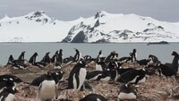 Una colonia de pingüino papúa en el sur de la Antártida. Andrés Barbosa / MNCN-CSIC / csic.es