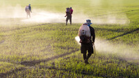 Rociada con los agroquímicos de un campo de arroz. Shutterstock