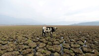 Una vaca se posa en tierras que solían estar llenas de agua, en la laguna Aculeo, en Paine, Chile, 14 de mayo de 2018. Matias Delacroix / Reuters