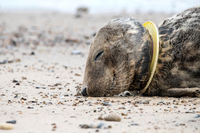 Foto: Getty Images