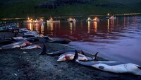 Varios delfines de flancos blancos yacen muertos en una playa tras la cacería masiva de este año en las islas Feroe, Dinamarca. Facebook / Palli Ásbjørnsson Justesen