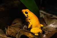 Rana punta de flecha dorada La rana punta de flecha dorada (Phyllobates terribilis) es una de las especies en peligro de extinción según la lista de la UICN. Foto: Istock