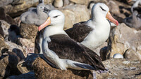Una pareja de albatros de ceja negra en medio de una gran colonia Shutterstock