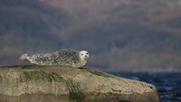Foca gris ('Halichoerus grypus') Kevin Sawford / www.globallookpress.com