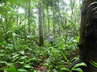 Parte del bosque Caparo en Barinas, Venezuela Proyecto Mono Araña