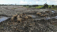 Elefantes salvajes buscan comida en un vertedero abierto en la aldea de Pallakkadu, Sri Lanka. Achala Pussalla / AP
