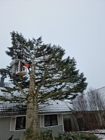 Trädfällning & beskäring.