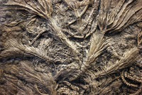 Crinoids, sea lilies of Jurassic times. (Kevin Walsh / CC BY 2.0)
