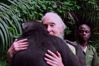 Jane Goodall.