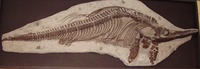 Ichthyosaur fossil, note the huge eye sockets. (photo: Viridiflavus / CC BY-SA 3.0)