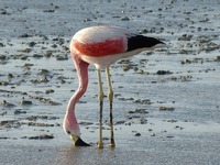 Flamingo in Chili.