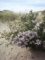 Sea aster, a salt-loving plant (Svdmolen on WikimediaCommons).