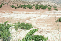 Salt-affected soil (EU Joint Research Soil).