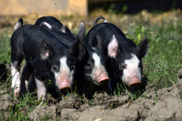 Berkshire Piglets