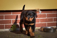 7 weeks