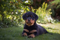 7 weeks